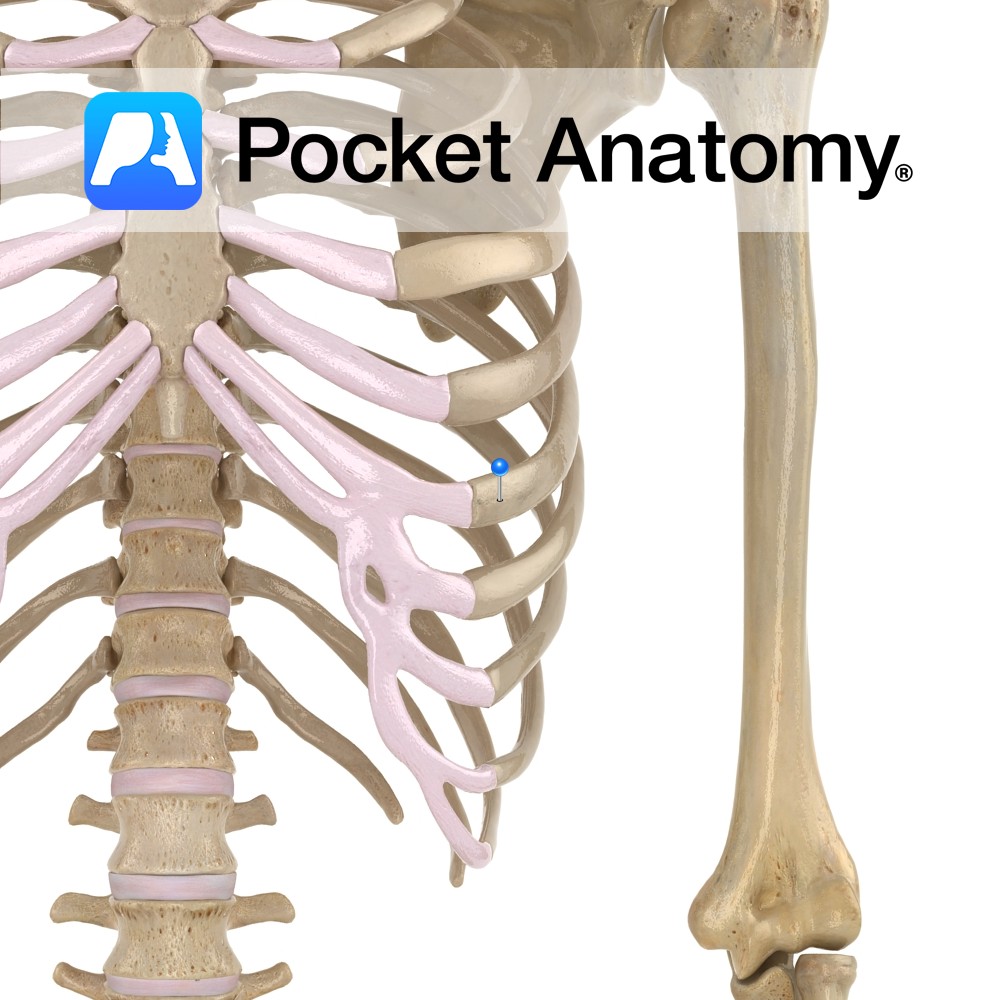 Rib - (6th) [true rib] - Pocket Anatomy